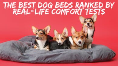 Best Dog Beds Ranked