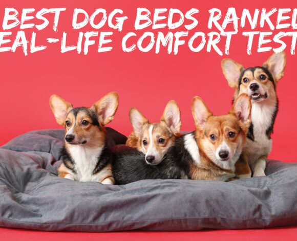 Best Dog Beds Ranked